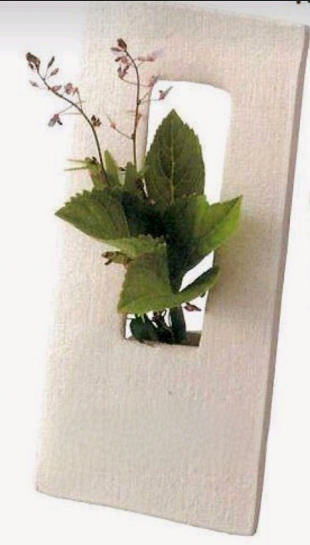 Plant in a frame